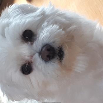 봉덕3동 유기견