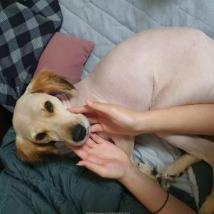 믹스견 찾습니다.이름하트