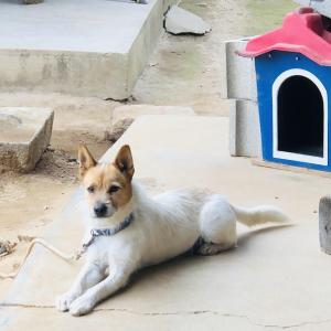 우리 가족 멍멍이를 찾고 있어요. ㅠㅠ