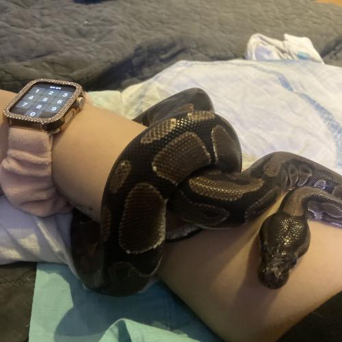 볼파이톤 분양합니다