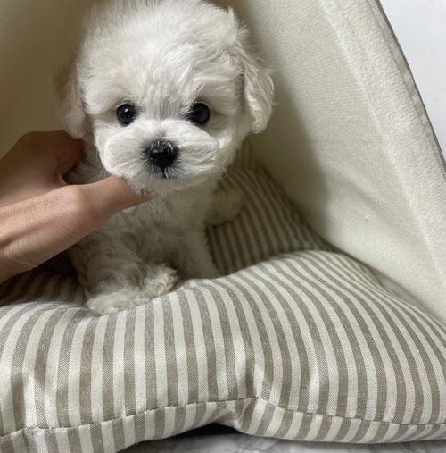 우리 아이들 키워 주실분 연락 꼭 주세요