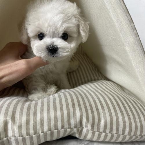 우리 아이들 키워 주실분 연락 꼭 주세요