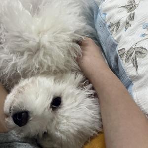 4개월 분양합니다.