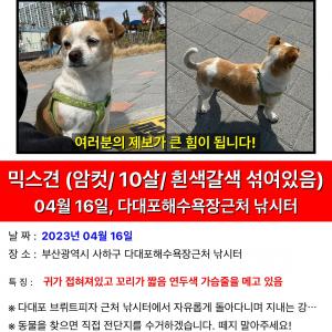 강아지 찾아요