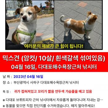 강아지 찾아요