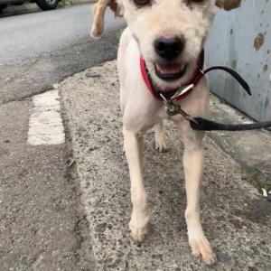 강아지를 찾습니다...