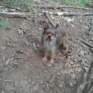 유기견 발견 했습니다.