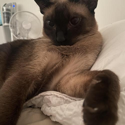 부산 샴 성묘 집사님 구해요