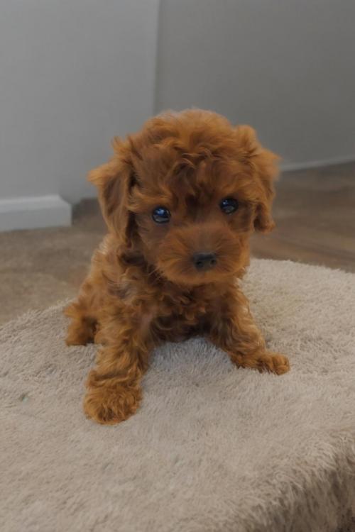 임시보호 중인 2개월 푸들 가족 찾습니다