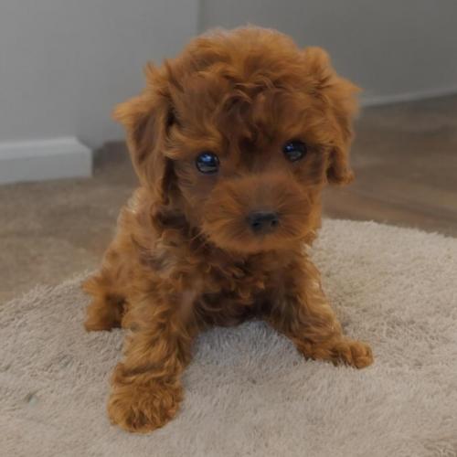 임시보호 중인 2개월 푸들 가족 찾습니다