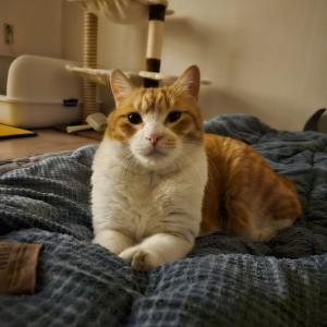 구영리 고양이 찾습니다