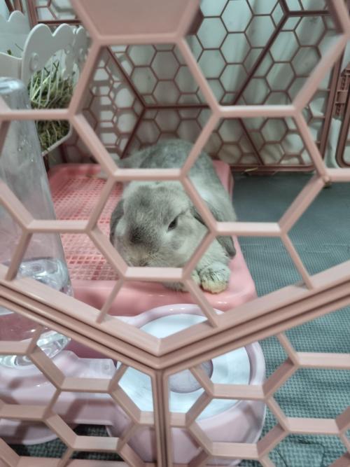 롭이어토끼 보내려고해요~