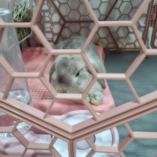 롭이어토끼 보내려고해요~