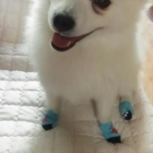 인천 부평구 삼산동 스피츠 남아 찾아요