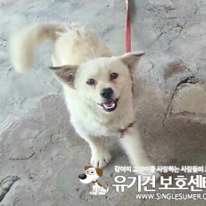 구미 지산동 강아지 찾습니다