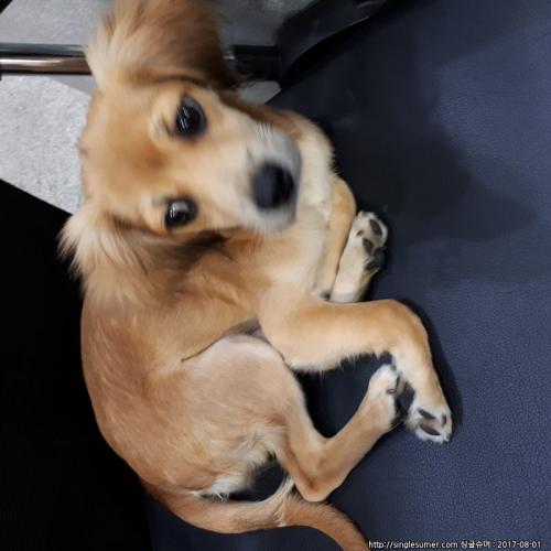 광주 유스퀘어 터미널에서 강아지 잃어버린 주인 찾습니다.