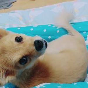 강북구 수유동 우이시장 갈색믹스견 순대를찾아요