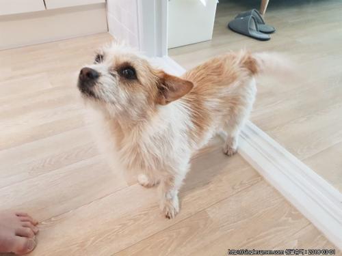 믹스견 보호하고있습니다