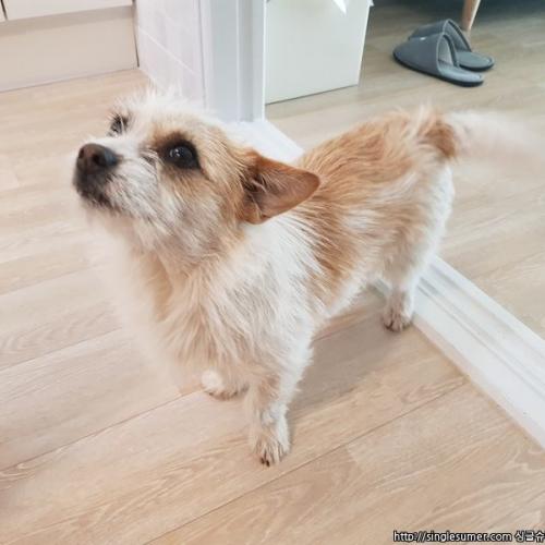 믹스견 보호하고있습니다