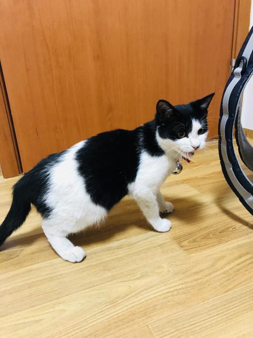 김해 장유 흰검정 코숏 보호중 입니다 ( 특징 방울 노란눈 여아? 6~7개월?)