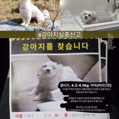 안녕하세요 경기도 분당구 구미에서 이 개를 본다면 동, 저에게 연락하십시오