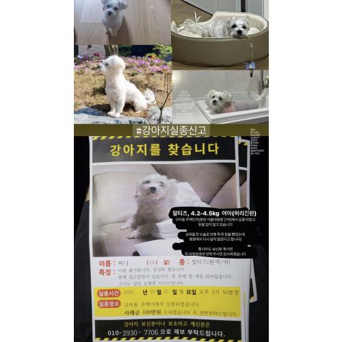 안녕하세요 경기도 분당구 구미에서 이 개를 본다면 동, 저에게 연락하십시오