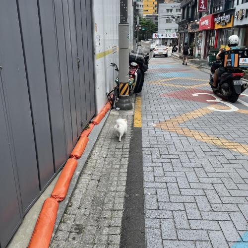 신림 대학동 미용한 흰 포매 발견했습니다.