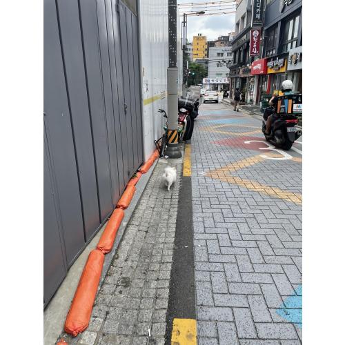 신림 대학동 미용한 흰 포매 발견했습니다.