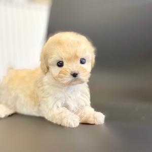 [ 20만원 ] 말티푸 공주님 분양해요