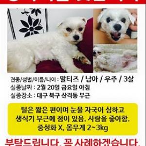 말티즈/남자/3년/3.5kg/중성화X/대구/북구/우주를찾습니다 한번씩이라도 봐주세요 제발요