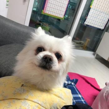 면목동 장평교 부근 장안동 흰색 포메 찾습니다.