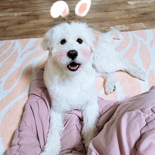 강아지 분양해주실분 찾습니다!