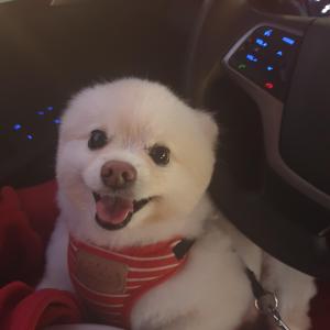 포메 남) 찾아요