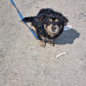 강아지를 찾습니다 문막에서 잃어버렸습니다