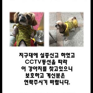 대구지역 강아지을 찾습니다