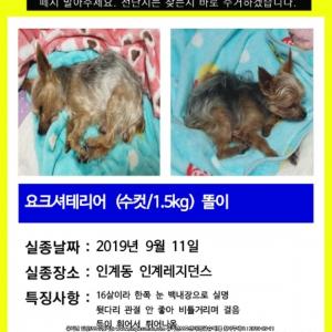 16살 똘이를 찾습니다