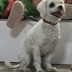 말티즈 여아 잃어버렸습니다..ㅜㅜ 제발 찾아 주세요