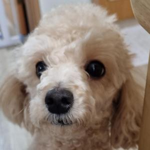 봉달이 찾아주세요