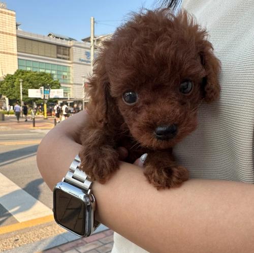 2~3개월령 푸들 아이들 좋은 가족 기다려요.