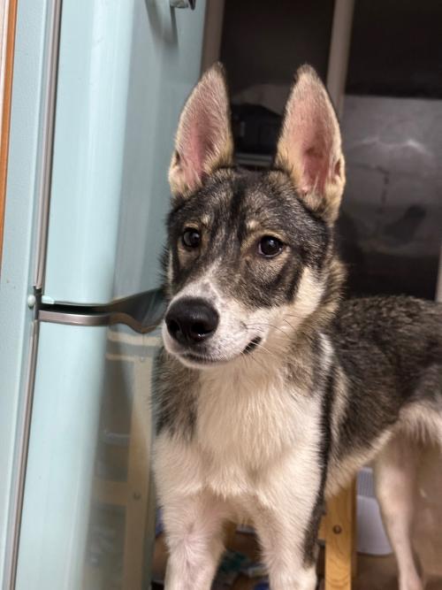 13kg 늑대 닮은 믹스견입니다. 사람 잘 따르고 순합니다 :) 사진 보고 가셔요