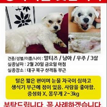 말티즈/남자/3년/3.5kg/중성화X/대구/북구/우주를찾습니다 한번씩이라도 봐주세요 제발요