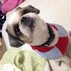 시추(남,4살)커쇼를 찾습니다..