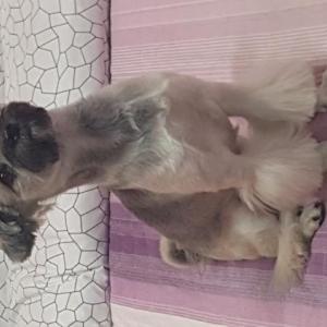 강아지 찿습니다