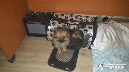 세이블포메라니안 9개월 분양합니다