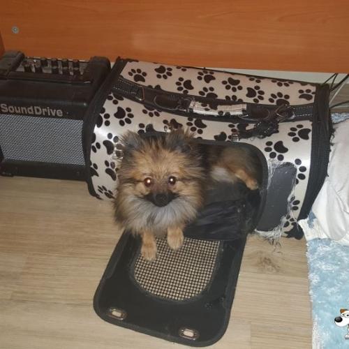 세이블포메라니안 9개월 분양합니다