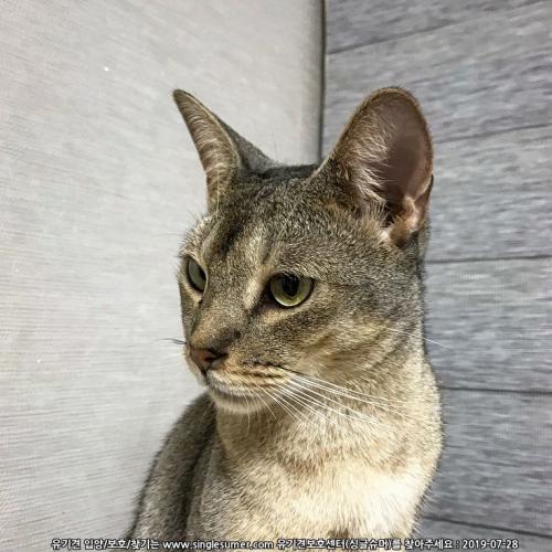 서울 동작구 상도동에서 고양이를 잃어버렸습니다..