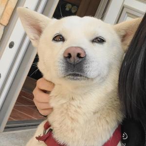 저희 강아지를 찾습니다.