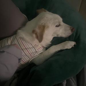 양산에서 잃어버렸는데 제발 보시면 연락부탁드립니다