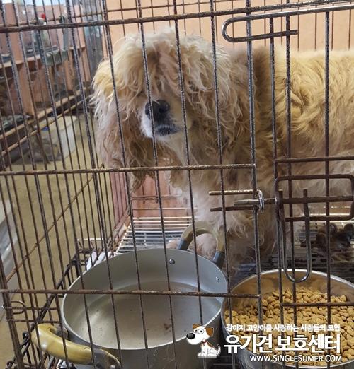 천안유기동물보호소에 보호중인 코카 여아 호스피스 구합니다~