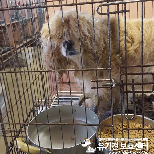 천안유기동물보호소에 보호중인 코카 여아 호스피스 구합니다~